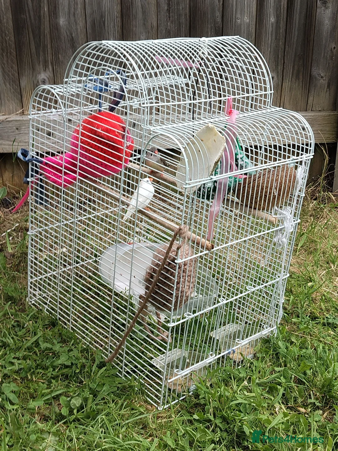 Finches birds for sale: 2 young finches (with cage).  in Bradford - Advert 2