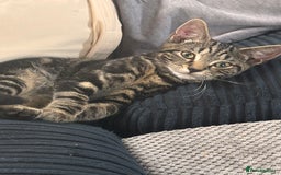 Mixed Breed cats for sale: 18 week old tabby male kitten - Image 4