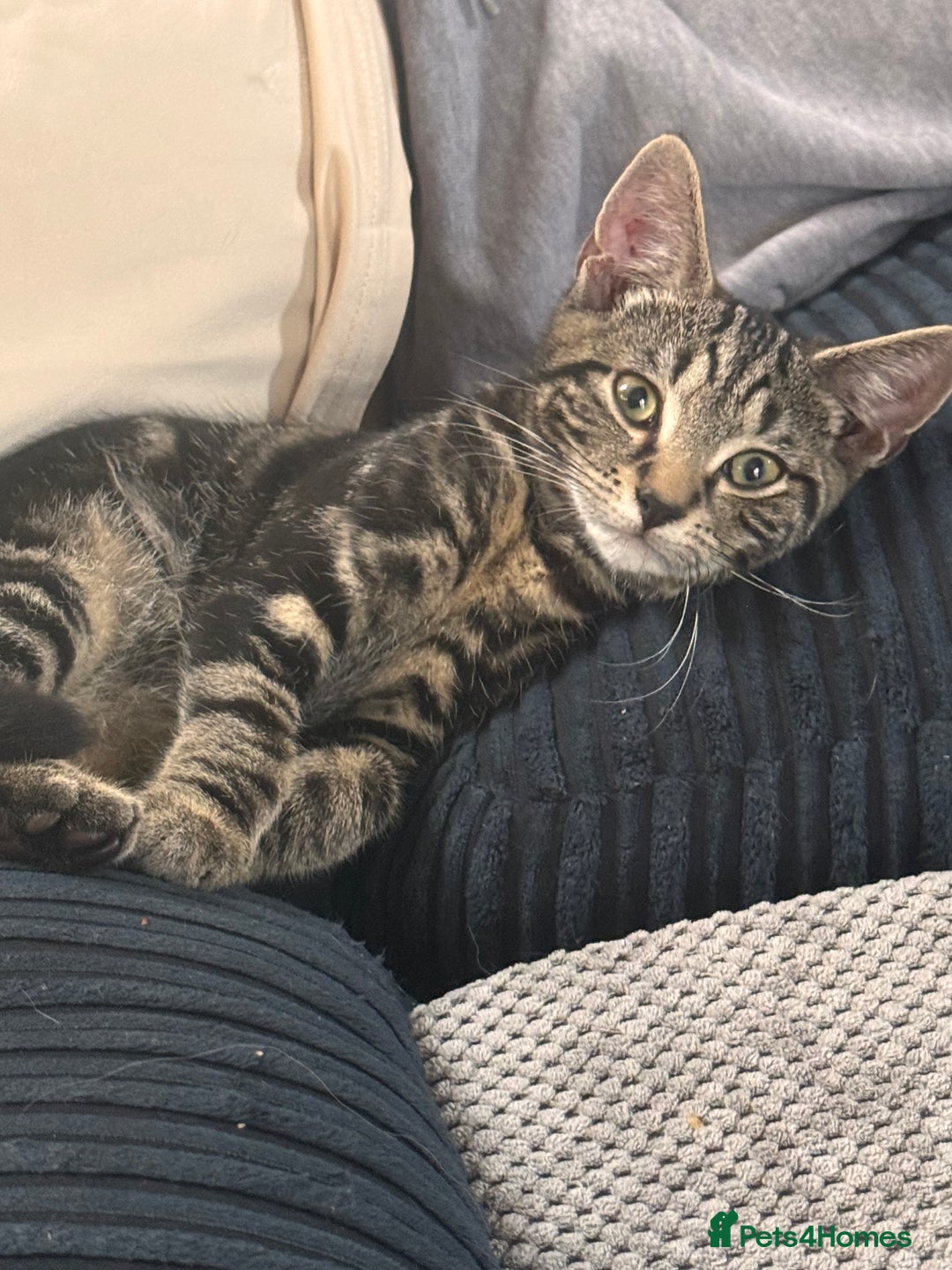 Mixed Breed cats for sale: 18 week old tabby male kitten - Image 4