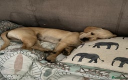 Mixed Breed dogs for sale: Charlie - Image 5