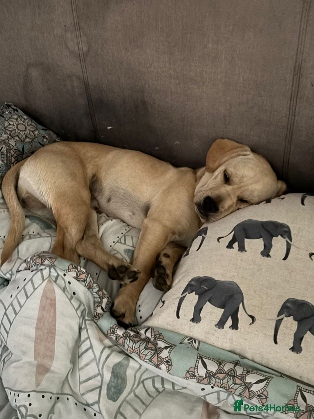 Mixed Breed dogs for sale: Charlie - Image 5