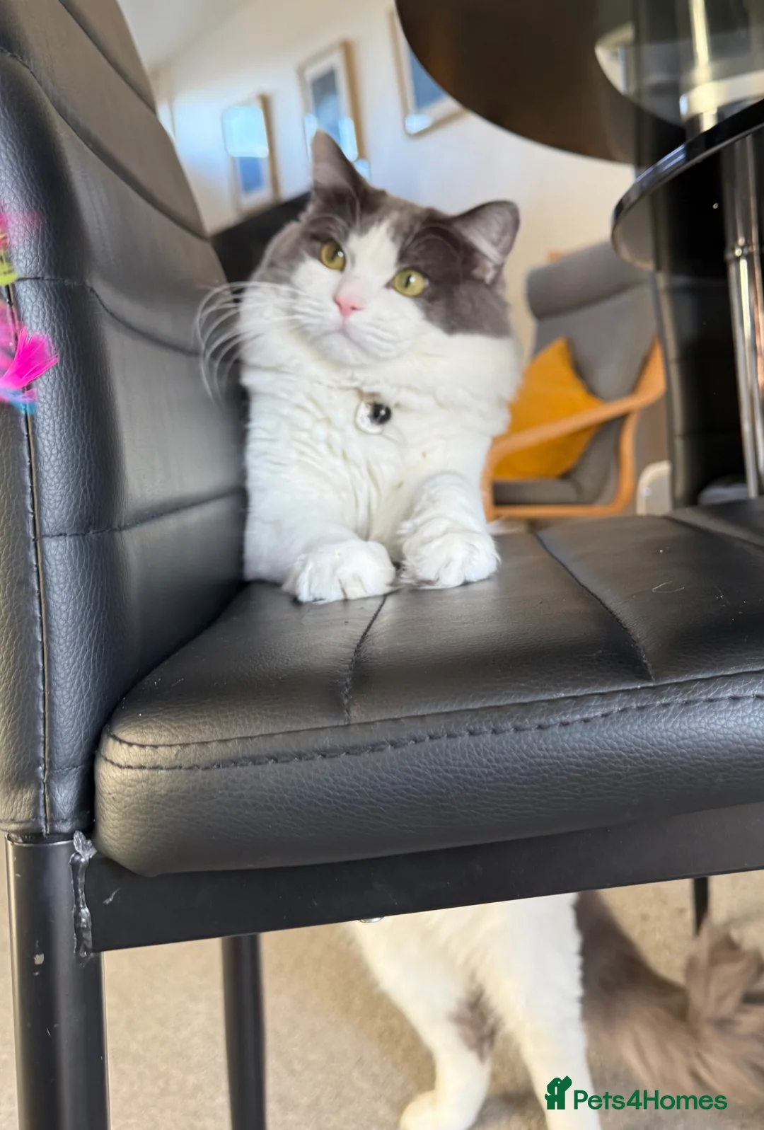 Mixed Breed cats for sale: One year old Male Cat (Looking for a Loving Home) in Glasgow - Advert 7