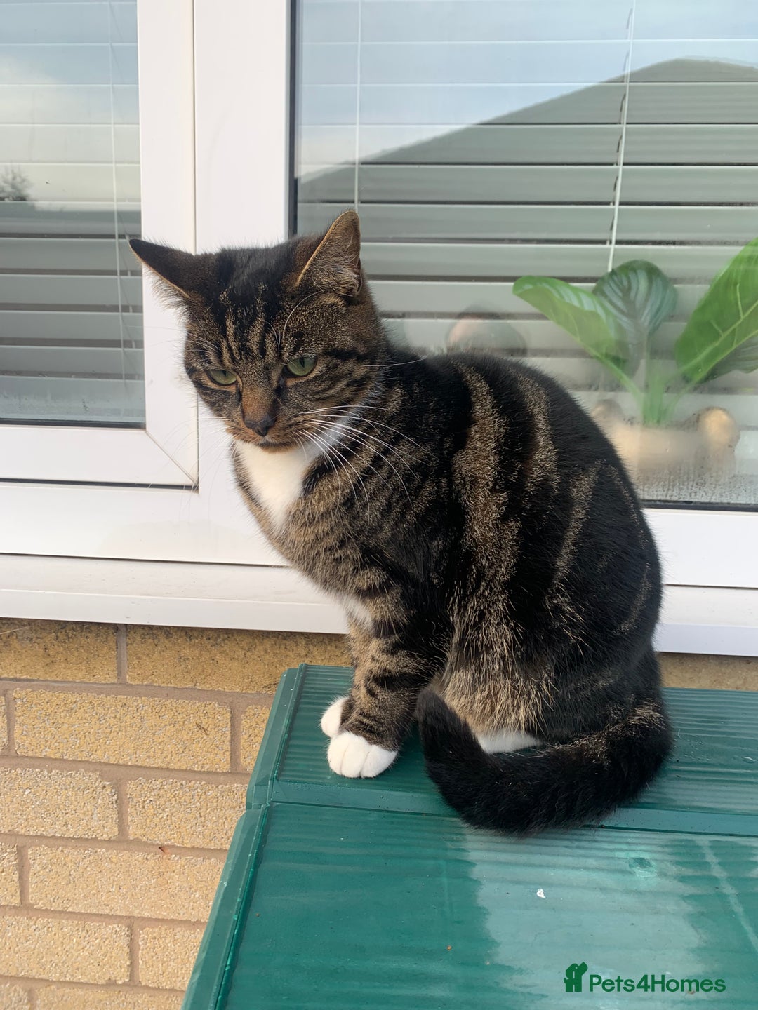 Mixed Breed cats for sale: Female spayed tabby  - Advert 4