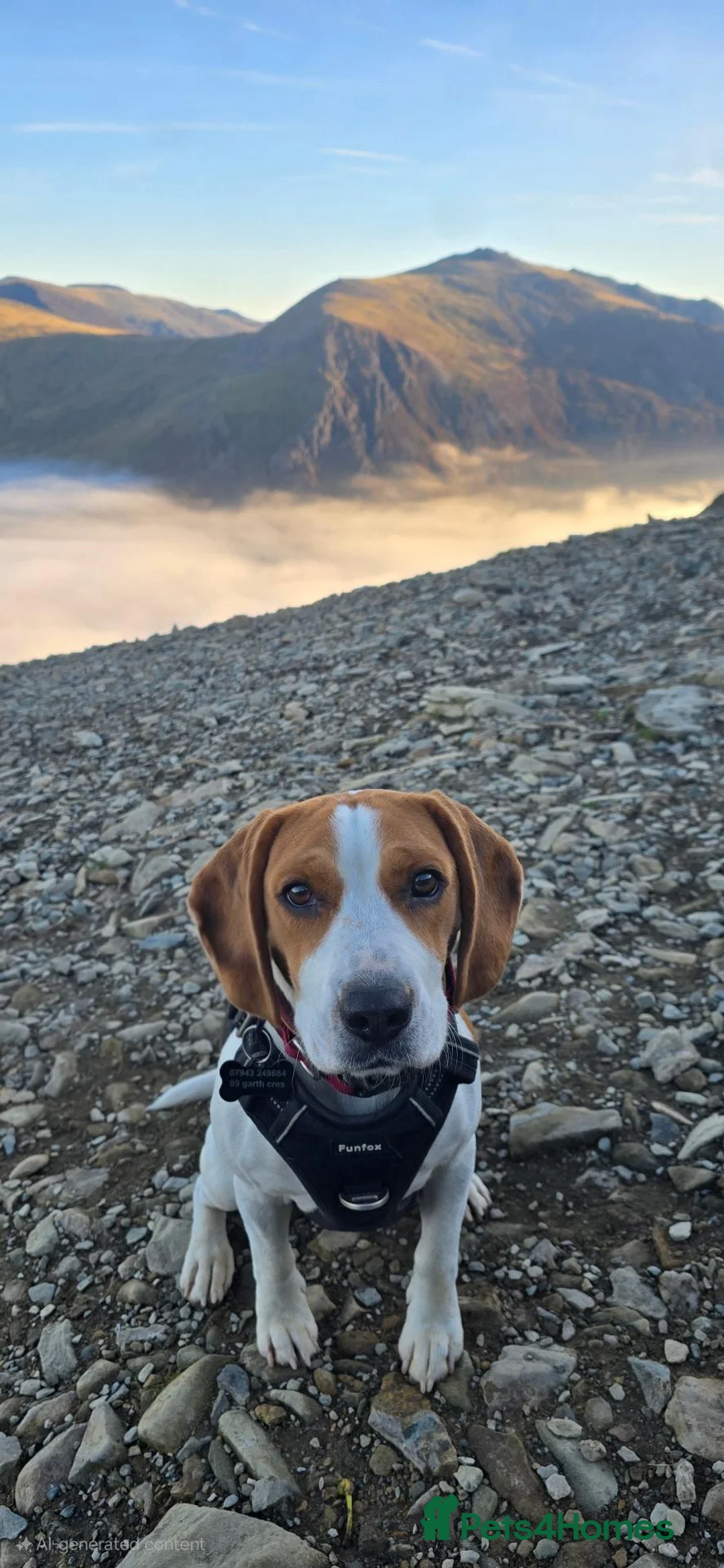 Beagle dogs for sale: Beautiful Beagle Puppies  in Coventry - Advert 1