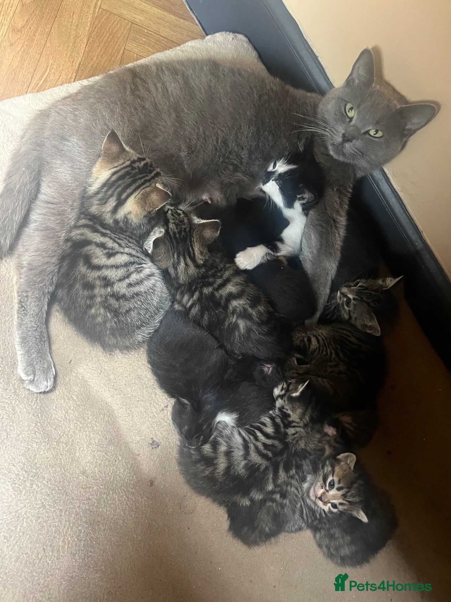 Mixed Breed cats 2 male & 2 Female kittens  - Advert 1