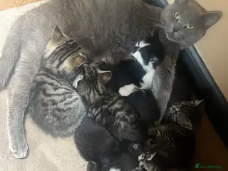 Mixed Breed cats 2 male & 2 Female kittens - Advert 3