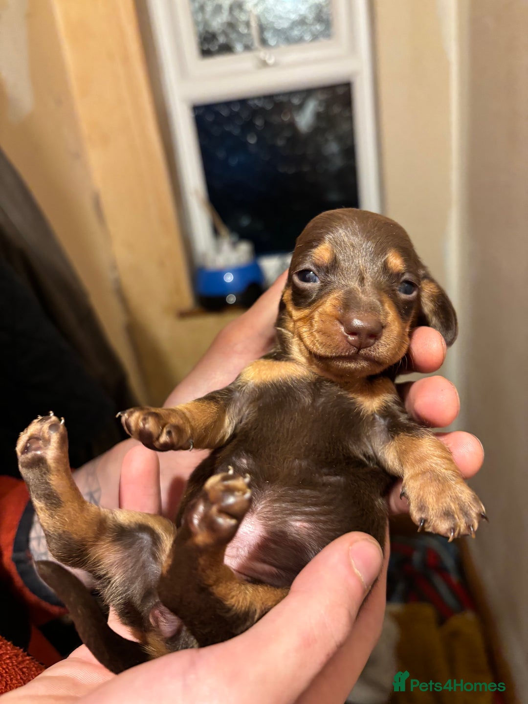 Dachshund dogs for sale: Gorgeous brown and tan dachshund puppies   - Advert 10