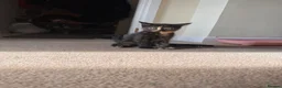 Mixed Breed cats for sale: Female kitten in Hereford - Advert 8