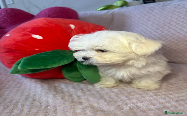Maltese dogs - Advert 8