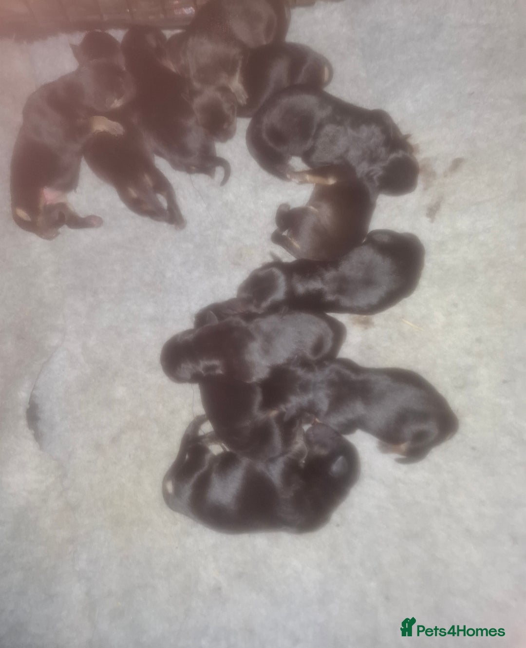 Mixed Breed dogs for sale: A stunning litter of gsd x rottie x mastiff pups  - Image 3