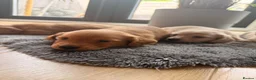 Miniature Dachshund dogs for sale: Miniature Long Haired Dachshund  - Advert 7