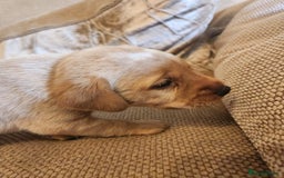 Labrador Retriever dogs for sale: Fox red KC reg labrador puppies - Image 7