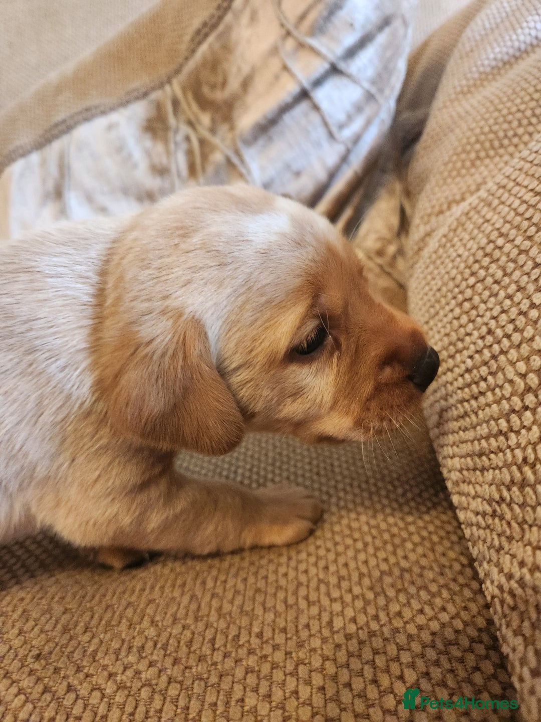 Labrador Retriever dogs for sale: Fox red KC reg labrador puppies - Image 7