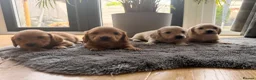 Miniature Dachshund dogs for sale: Miniature Long Haired Dachshund  - Advert 1