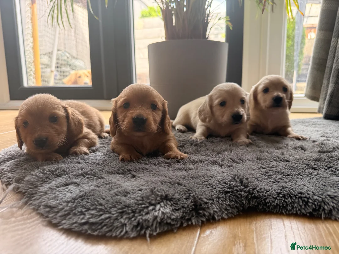 Miniature Dachshund dogs for sale: Miniature Long Haired Dachshund  - Advert 1