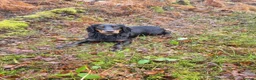 Cocker Spaniel dogs for sale: Black & Tan Girl left. 10 Weeks Old - Advert 18