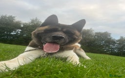 Akita dogs for stud: American Akita Stud - Image 2