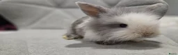 Mixed Breed rabbits for sale: Baby rabbits - Advert 6