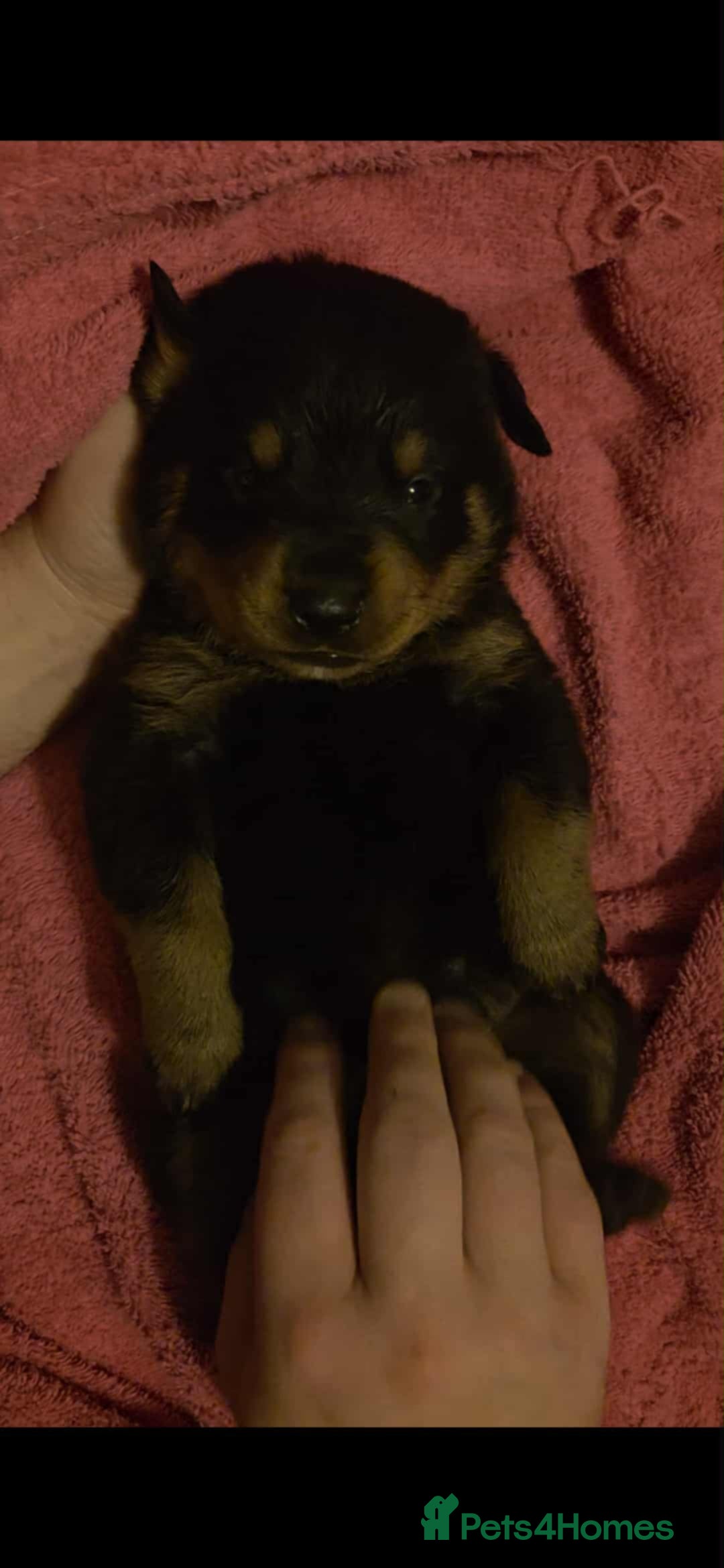 Rottweiler dogs for sale: Rottweiler puppies - Advert 31