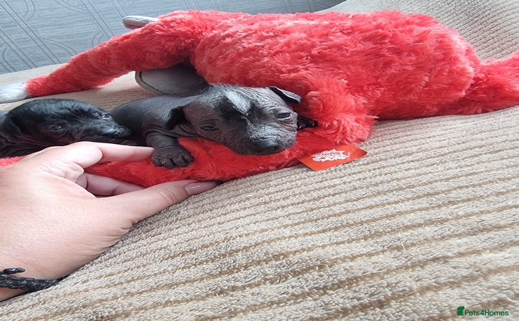 Mexican Hairless dogs - Advert 1