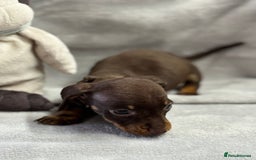 Miniature Dachshund dogs for sale: Miniature dachshund  - Image 23