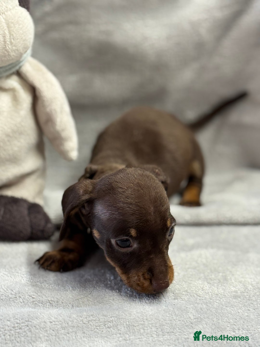 Miniature Dachshund dogs for sale: Miniature dachshund  - Image 23