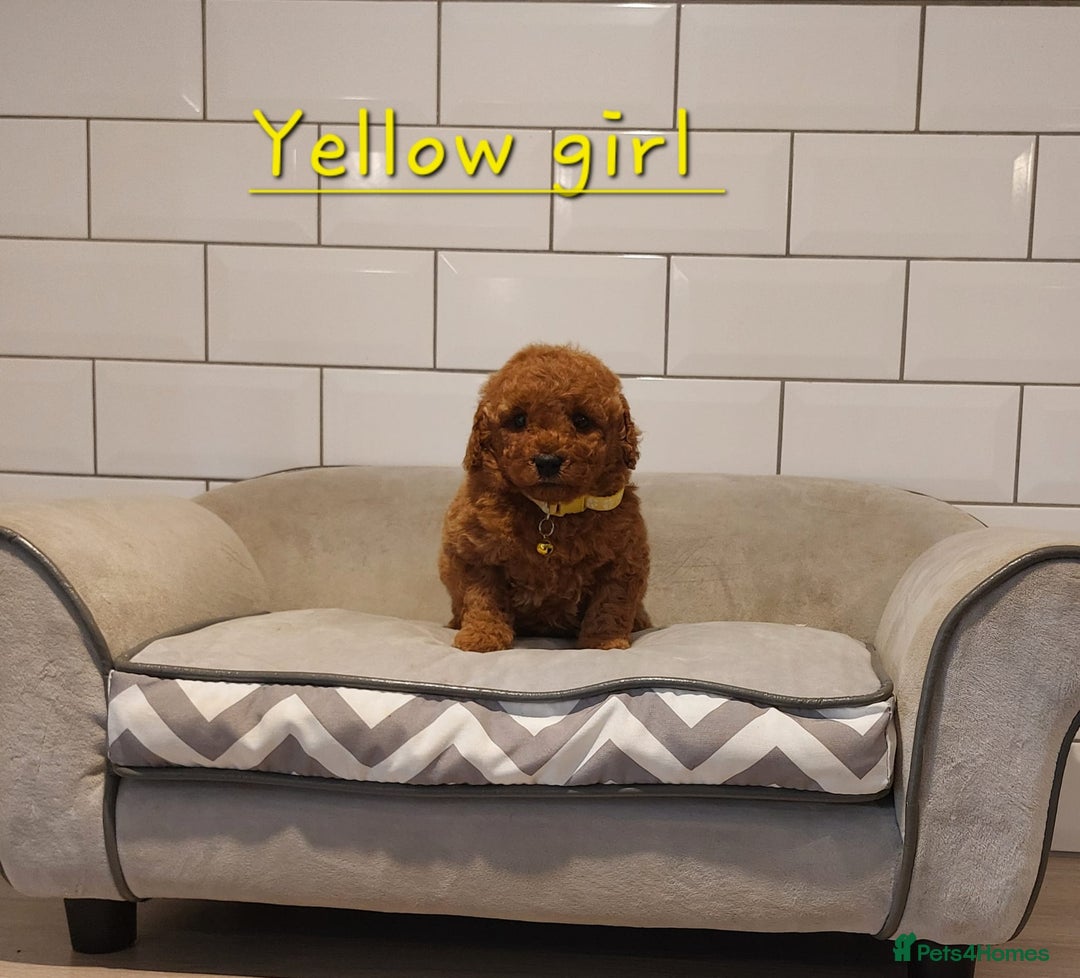 Cavachon dogs for sale: Cavapoochon puppies 💕 - Advert 11