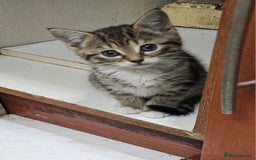 Mixed Breed cats for sale: Cute Pair of  Female Kittens - Image 3