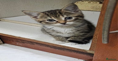 Mixed Breed cats - Advert 16