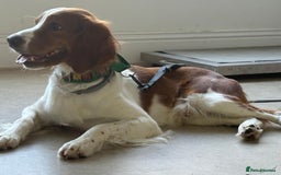 Brittany Spaniel dogs for adoption: Elvis, Brittany Cross, aged 1 in Bedford - Image 21