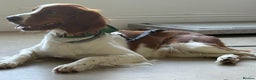 Brittany Spaniel dogs for adoption: RESERVED - Elvis, Brittany Cross, aged 1 in Bedford - Advert 21