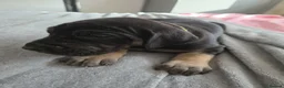 Great Dane dogs for sale: Great dane pups  - Advert 7