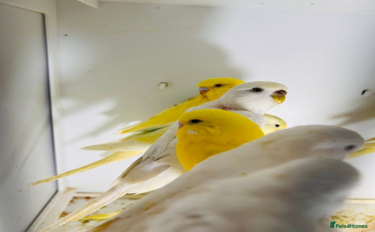 Parakeets birds - Advert 6