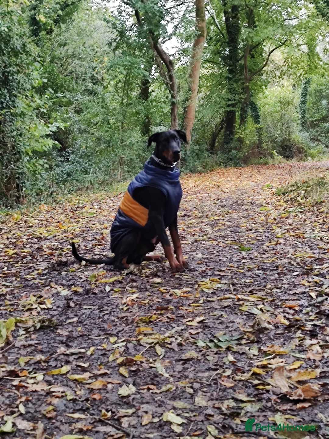 Dobermann dogs for sale: 4 year old male Doberman - Travis - Advert 40