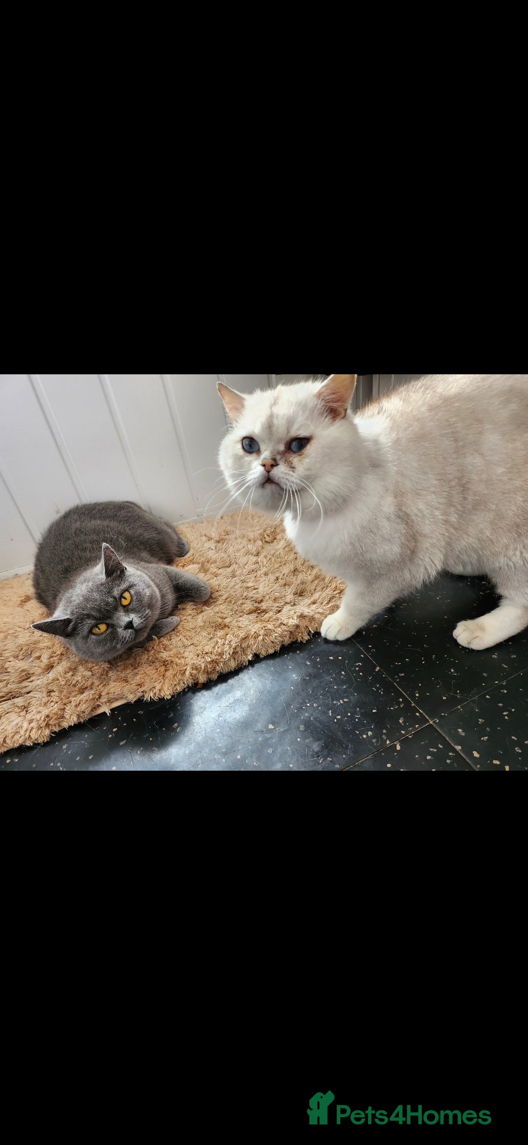 British Shorthair cats for sale: Amazing kittens ready to leave - Image 10