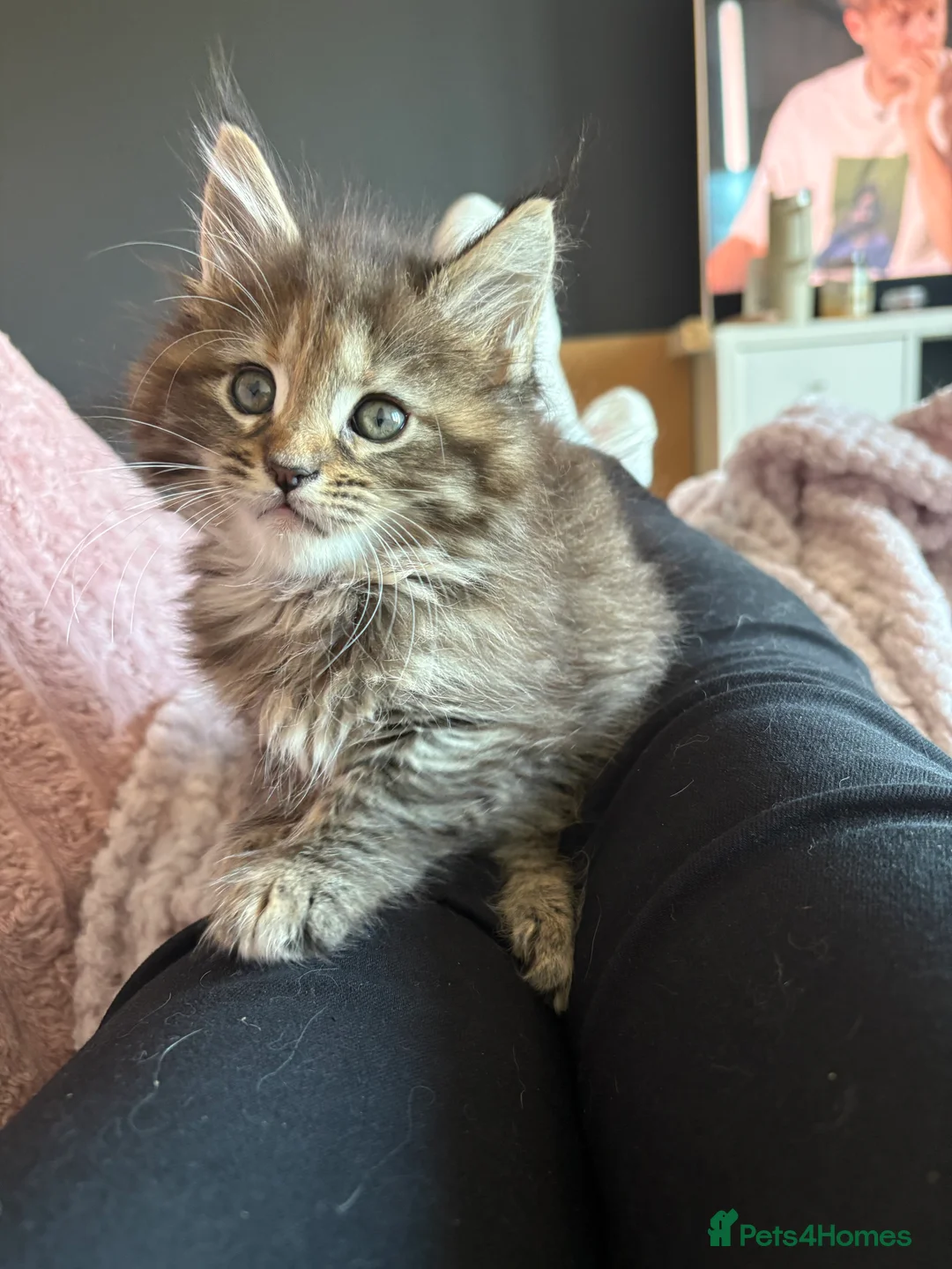 Maine Coon cats for sale: TICA registered Maine coon kittens - Advert 22