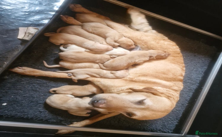 Labrador Retriever dogs - Advert 3