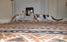 Mixed Breed cats for sale: Kittens  - Image 10
