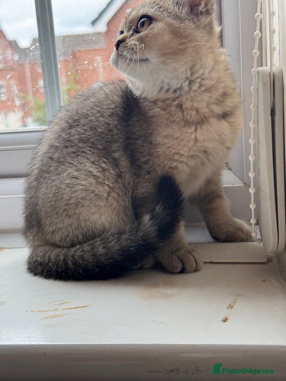 British Shorthair cats for sale: 2 Female and 1 Male Kitten Looking for  Home 🐱✨ - Image 7