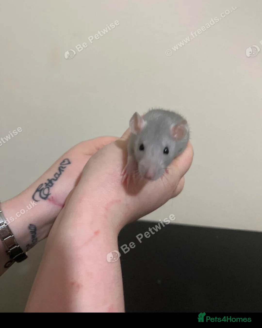 Rat rodents for sale: Baby rats for sale  - Advert 5