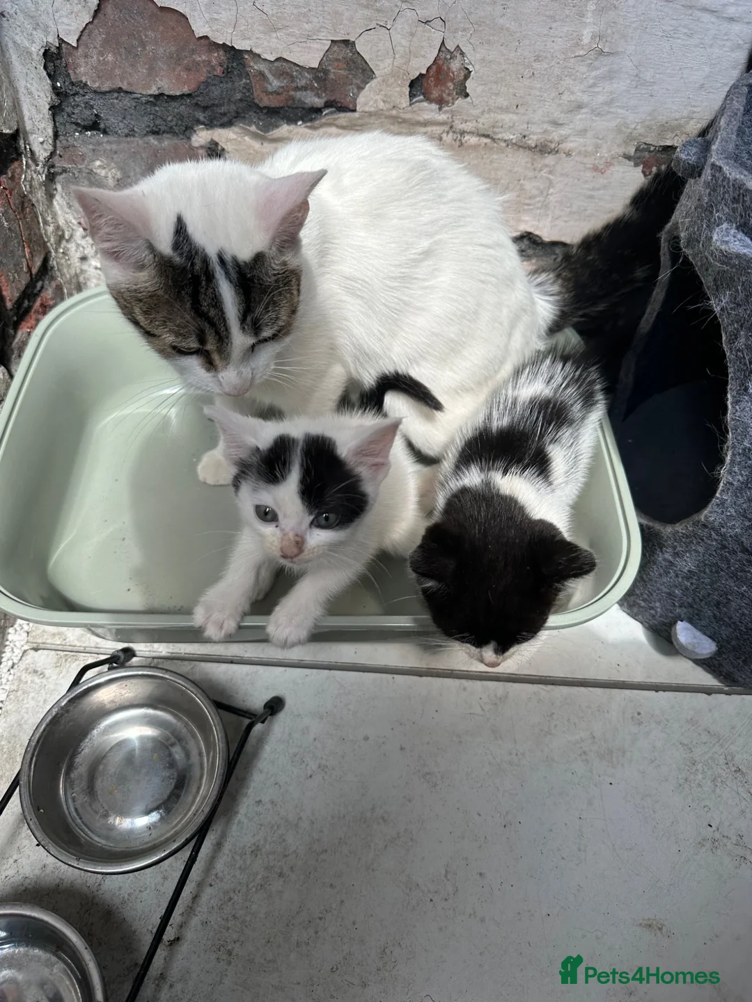 Domestic Shorthair cats for sale: 🐱 2 Beautiful Black & White Kittens - Advert 3