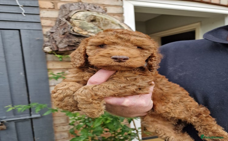 Cockapoo dogs - Advert 6