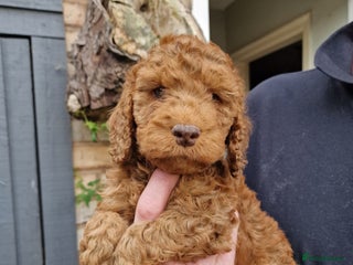 Cockapoo dogs - Advert 20