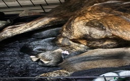 Mixed Breed dogs for sale: Husky staffy cross puppy - Advert 16