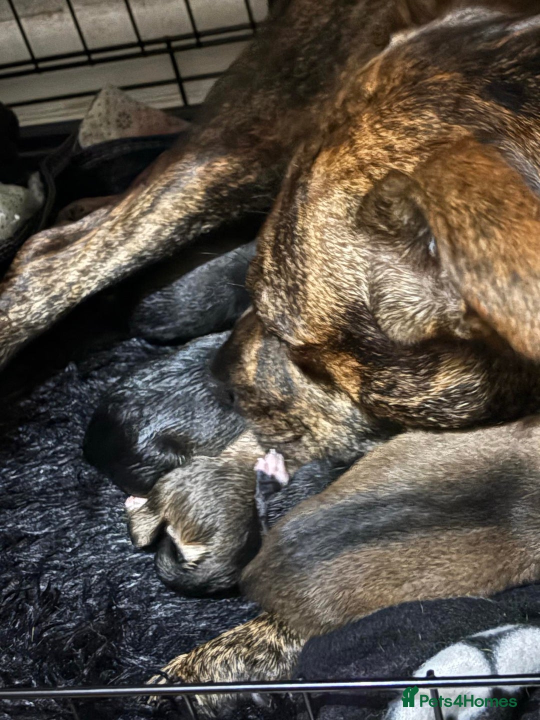 Mixed Breed dogs for sale: Husky staffy cross puppy - Advert 16