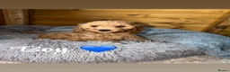 Cockapoo dogs for sale: Ready now we have fox red and apricot cockapoos F1 in Stourport-on-Severn - Advert 5
