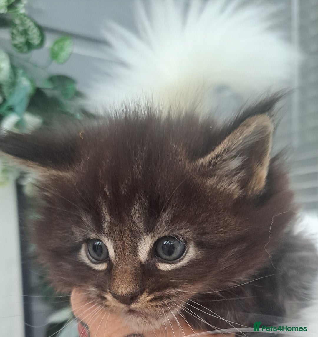 Maine Coon cats for sale: Pedigree maine coon kittens - Advert 5