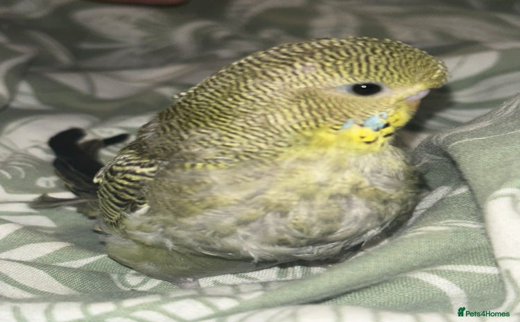Budgerigars birds - Advert 4