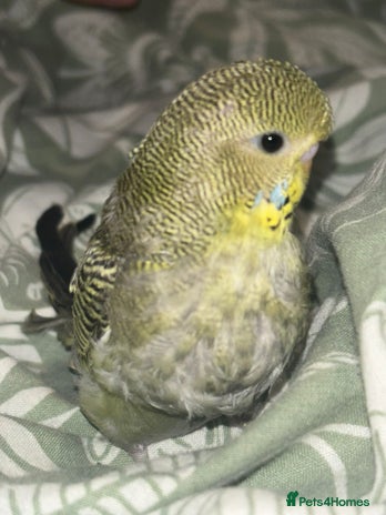 Budgerigars birds - Advert 4
