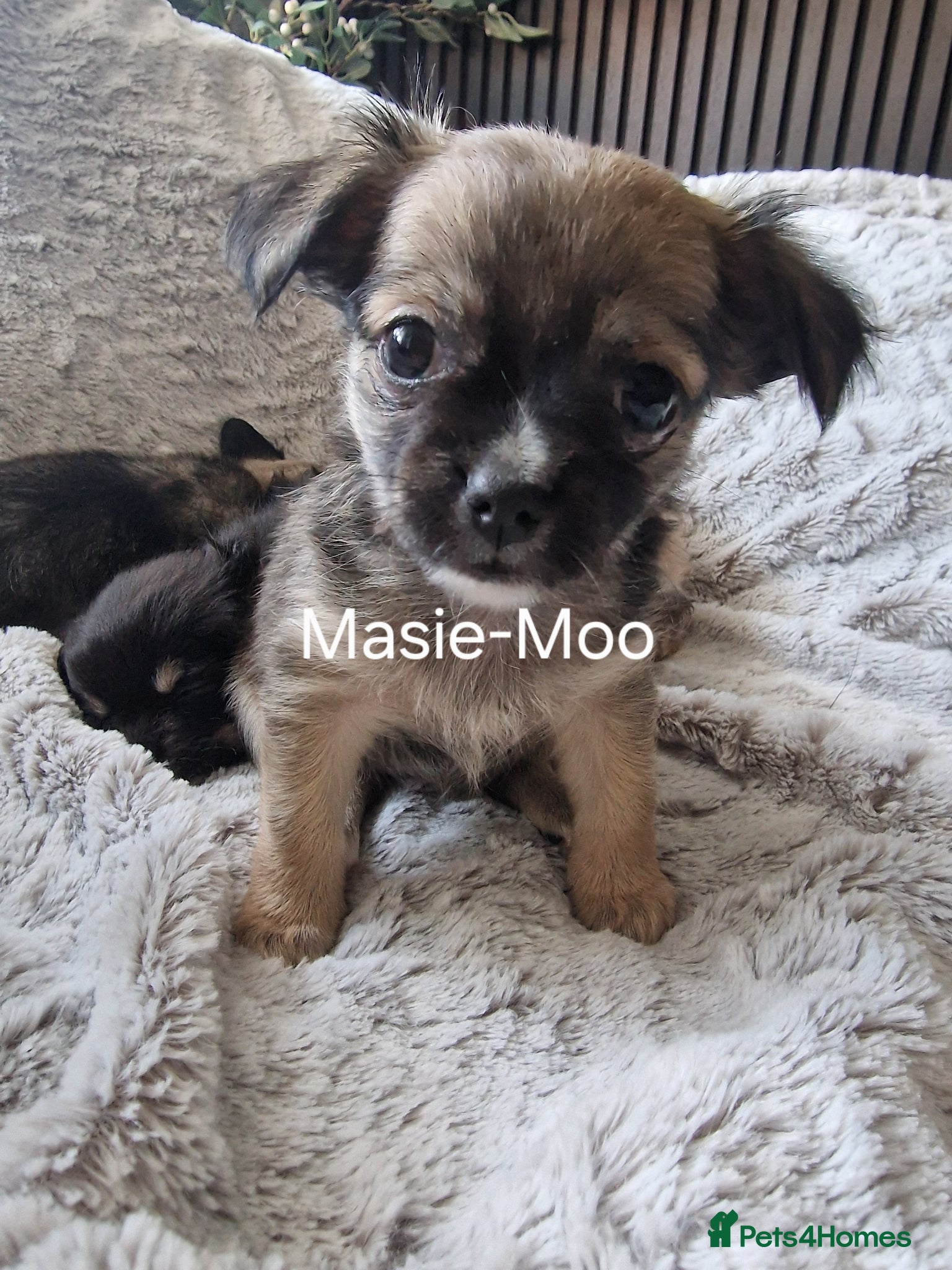 Chihuahua dogs **ONE FEMALE LEFT** READY NOW** Masie-Moo 🥰🥰  - Advert 3